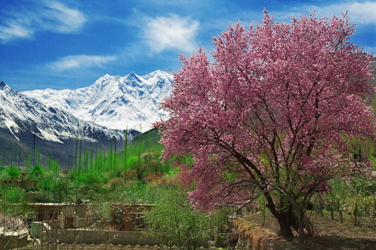 cherry apricot blossom hunza