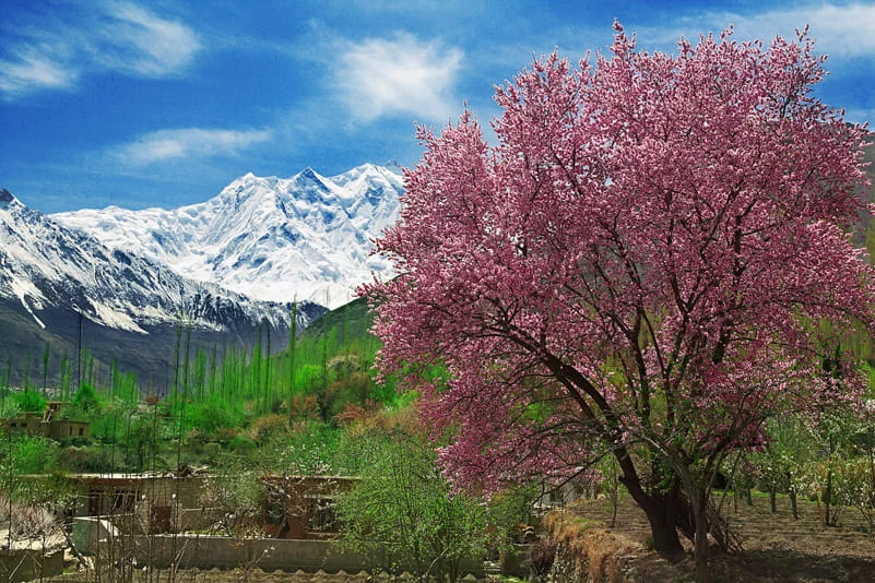 cherry apricot blossom hunza cherry apricot blossom hunza