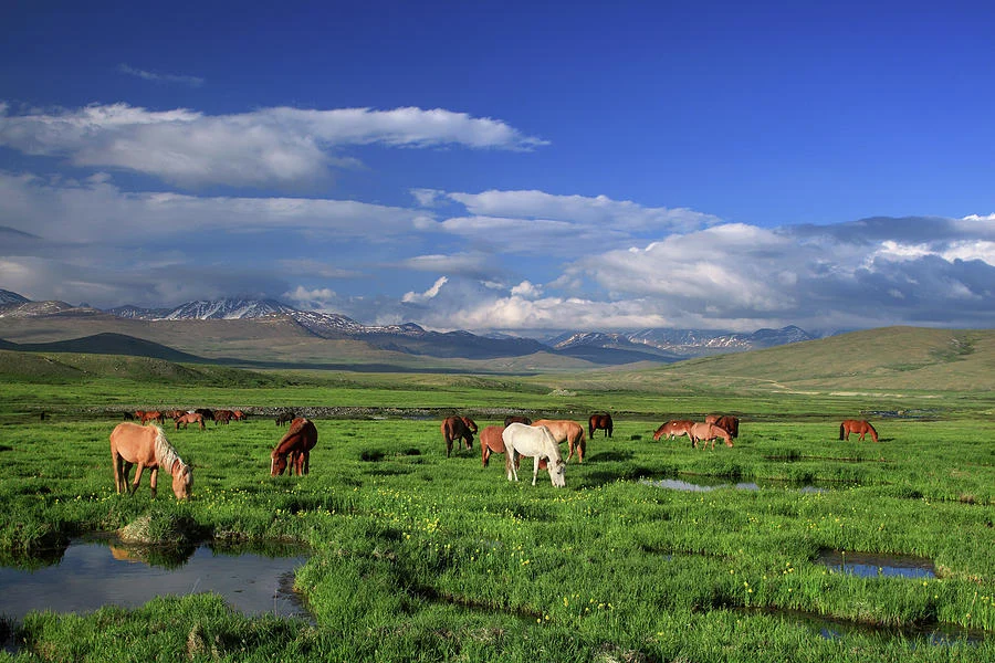 deosai national park guide